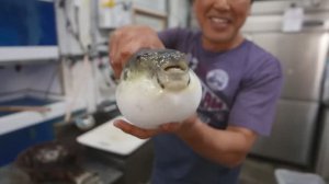 Приготовление рыбы Фугу за 18 000 руб.