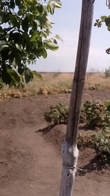 Экзотика Кубанского огорода смотреть онлайн