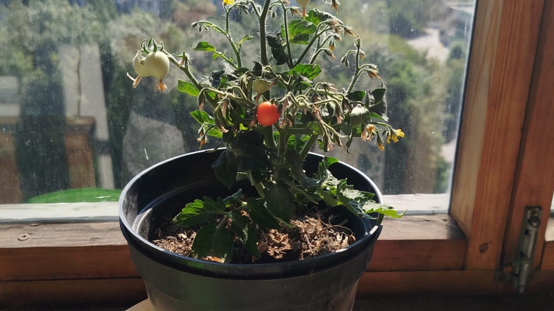 открываю яйцо вырасти сад