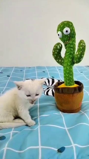 Вот и поговорили)) #cat #веселыекоты #мем