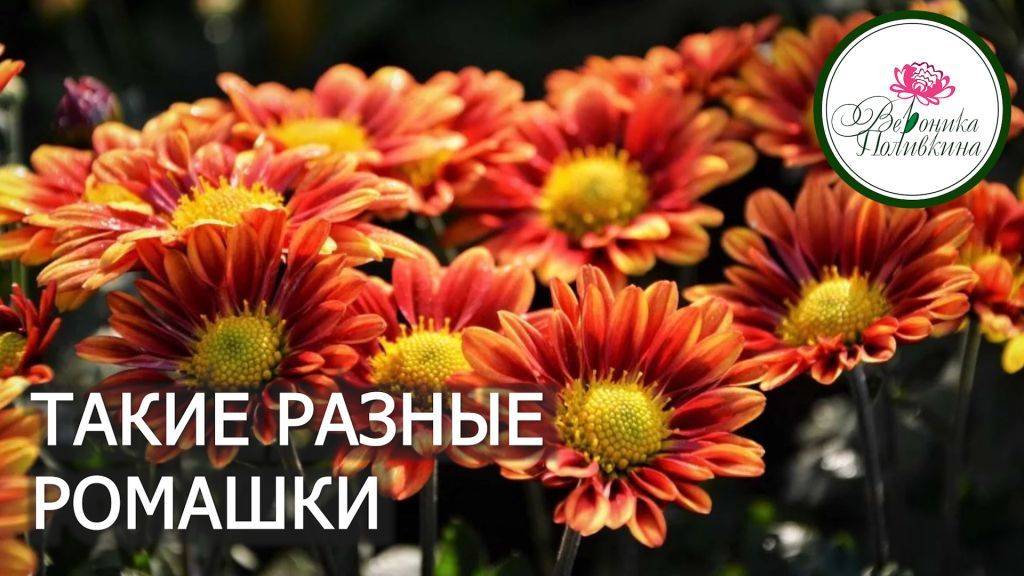 Такие разные ромашки смотреть онлайн