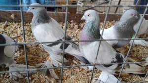 19.07.2025г ст.Бронницы Рынок!!!