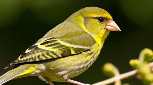 Певчие птицы. Птицы. Природа. Пение птицы Зеленушка от тревоги