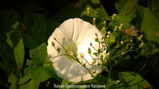 ИЗБРАННЫЕ НАСТАВЛЕНИЯ СВЯТОГО ЕФРЕМА СИРИНА смотреть онлайн