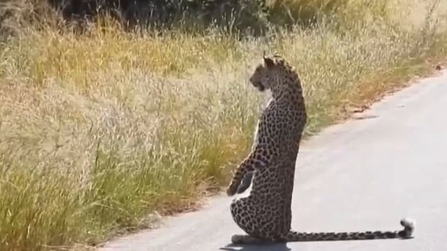 «Так лучше видно!» — подумал леопард и встал, как человек. смотреть онлайн