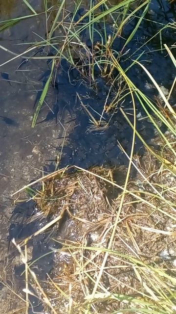 Лягушки🐸 смотреть онлайн