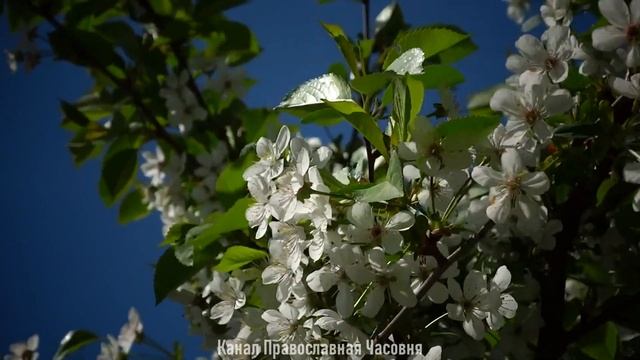 ИЗБРАННЫЕ МУДРЫЕ ЦИТАТЫ СОЛОМОНА смотреть онлайн