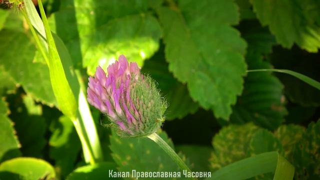 ПРИЗНАКИ ОДЕРЖИМОСТИ И БЕСНОВАНИЯ - НАСТАВЛЕНИЯ ИОАННА КРОНШТАДСКОГО смотреть онлайн