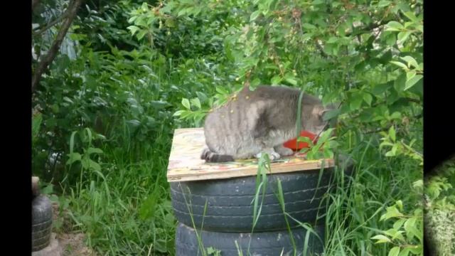 Майский вечер - Автор Александр Ярцев музыка и поёт БумеR смотреть онлайн