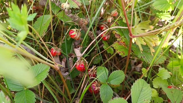 Mosaic of summer. смотреть онлайн