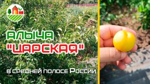 Алыча (слива русская) "Царская" в средней полосе России (Республика Мордовия)