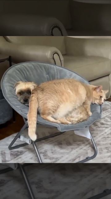 Совсем не наглый кот