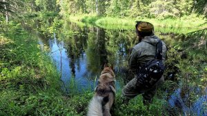 ТАЁЖНАЯ РЕКА УДИВИЛА РЫБАКА. ХОДОВАЯ РЫБАЛКА В КАРЕЛИИ. РЕКА ПРИГОТОВИЛА СЮРПРИЗ. ЛЕСНАЯ РЕЧКА.