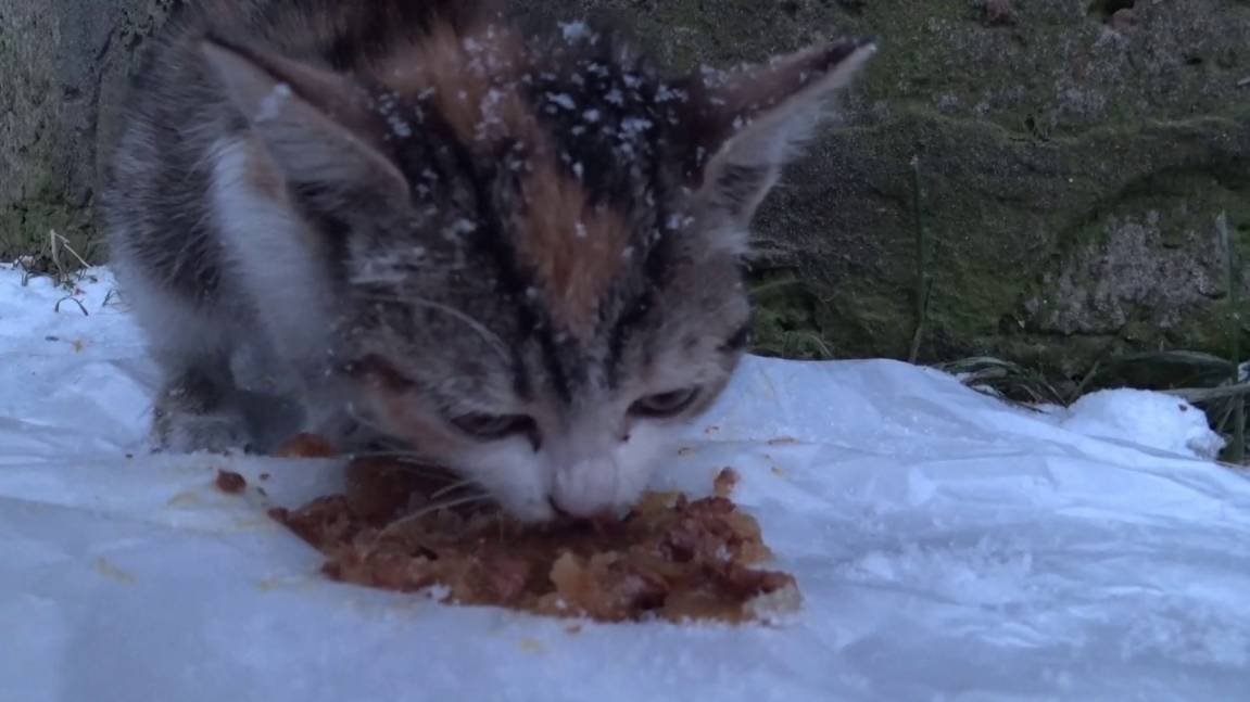 Котёнок замёрз и боится на улице, мы забираем его домой. Спасение смотреть онлайн