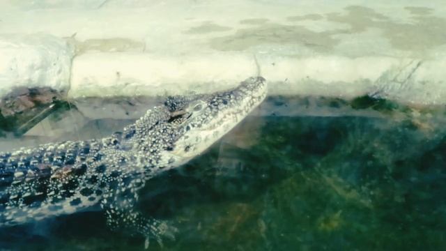 Крым, Ялта Крокодиляриум