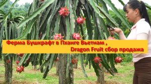 Ферма Бушкрафт в Пханге Вьетнам , Dragon Fruit сбор продажа