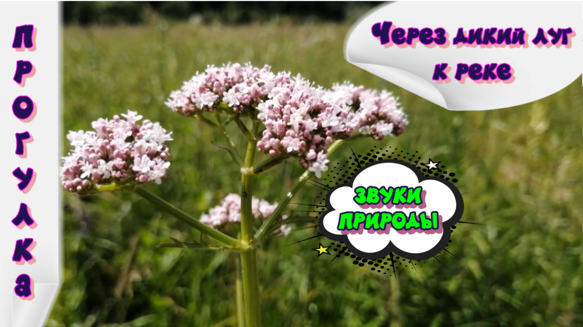 Прогулка через дикий луг вдоль реки Апрелевка ► ЗВУКИ ПРИРОДЫ