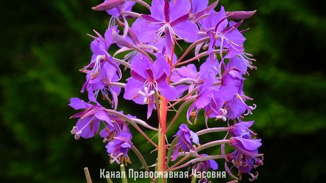 НЕ ДАВАЙТЕ ЭТИМ ГРЕХОМ ВЛАСТИ ТЕМНЫМ СИЛАМ НАД СОБОЙ! БЕСЕДЫ СЕРАФИМА САРОВСКОГО смотреть онлайн