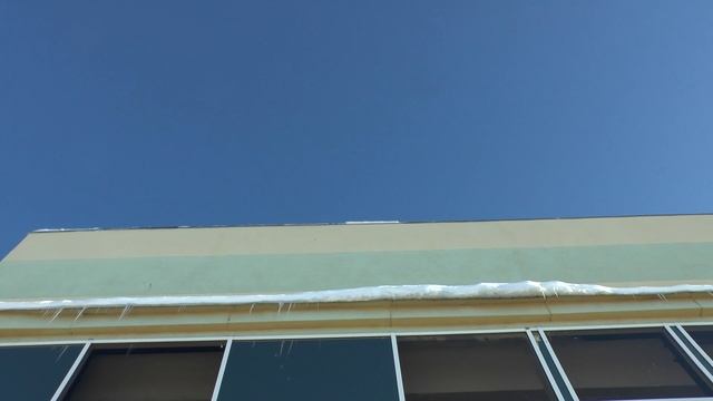 странная смерть голубей