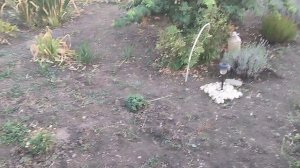 Ура, у нас дождь!!! Жизнь на пенсии.