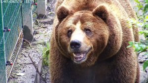 Прогулка Мансура, улыбаясь и планируя свой день 🐻😁☀️