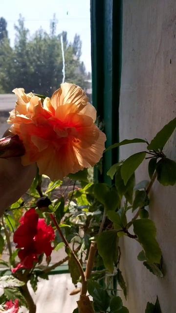 Четыре разных цветка на одном кусте гибискуса одновременно смотреть онлайн