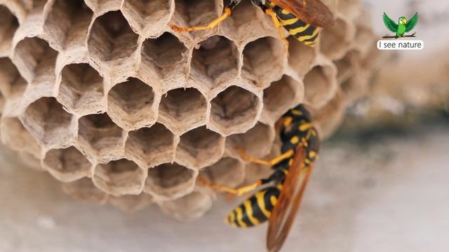 Чем питаются осы? смотреть онлайн