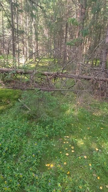 Море лисичек. в лес за грибами на мотоцикле Ataki Crosser 300.