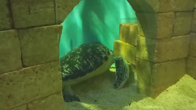 Удивительный океанариум в Казани смотреть онлайн