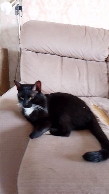 Живëт кот смотреть онлайн