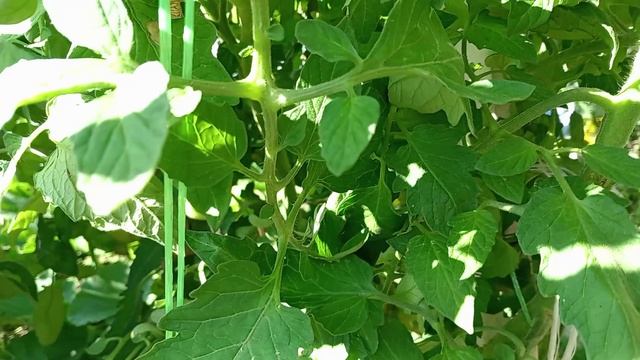 ОБЗОР ТОМАТОВ. ОТКРЫТЫЙ ГРУНТ. смотреть онлайн