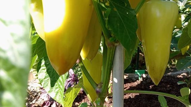 ПЕРЕЦ В ОТКРЫТОМ ГРУНТЕ. смотреть онлайн