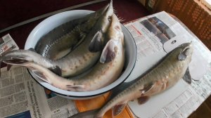 Авария. Гибель рыбы. Вес двухлетнего осетра ЛенКа. Шашлык из осетра. Осетр ЛенКа в домашних условиях