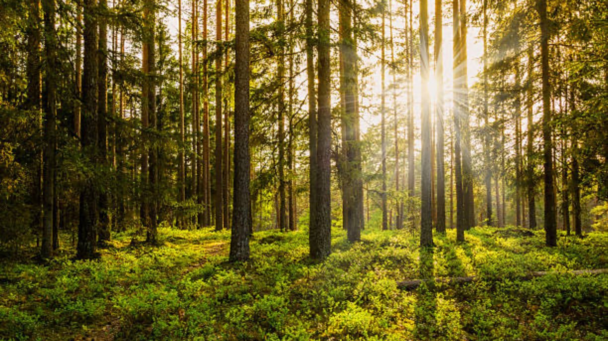 Bushkraft Naturehike лагерь в сосновом лесу