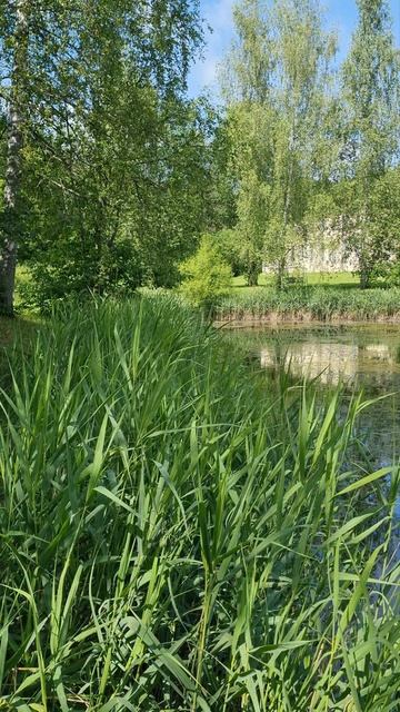 Природа около пруда / июль 2025