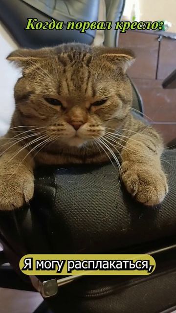 😏ГРОЗА ВСЕХ КРЕСЕЛ НА РАЙОНЕ😹😏🥺#cat #кот #смешныекоты #цитаты #TishaAndAlex