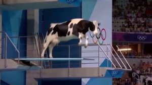 Чемпионат мира по прыжкам в воду среди животных