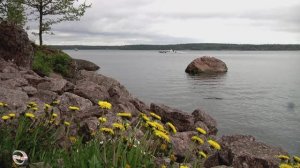 парк  «  Монрепо  «  (3)