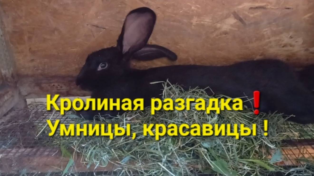Отгадка ! 🙂 смотреть онлайн