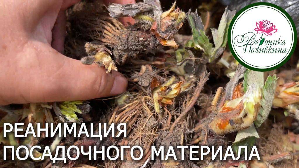Реанимация посадочного материала на примере клубники фриго смотреть онлайн