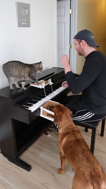 Кошачий концерт #cat #веселыекоты #piano #красиваякошка #kitten
