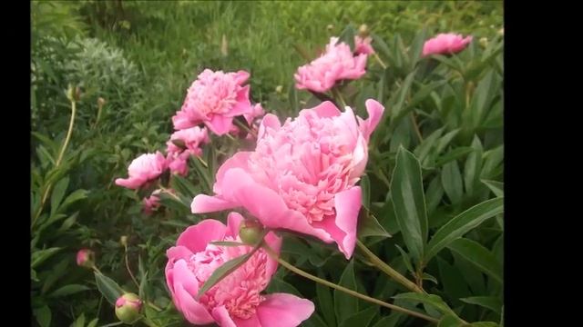 Люблю пахнуть тобой - Автор музыка и поёт Эдуард Иконников смотреть онлайн