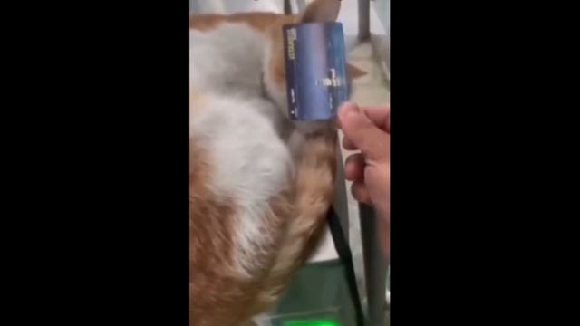 Котоконтроль в метро г. Стамбула. Турция. смотреть онлайн