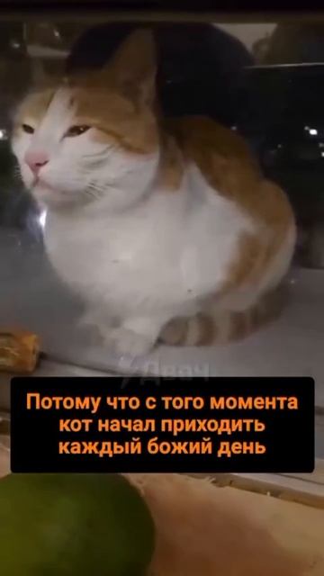 забавный ритуал кота смотреть онлайн