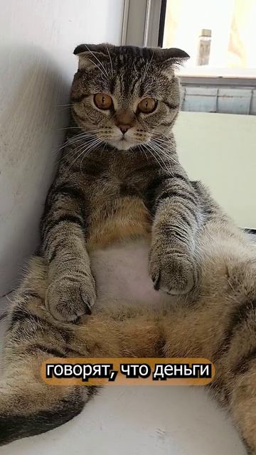 😹КОШАЧИЙ ПСИХИАТР ПЛОХОГО НЕ СКАЖЕТ!!😹😏🥺#cat #кот #смешныекоты #цитаты #TishaAndAlex