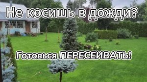 Не косишь в дожди? Готовься ПЕРЕСЕИВАТЬ!