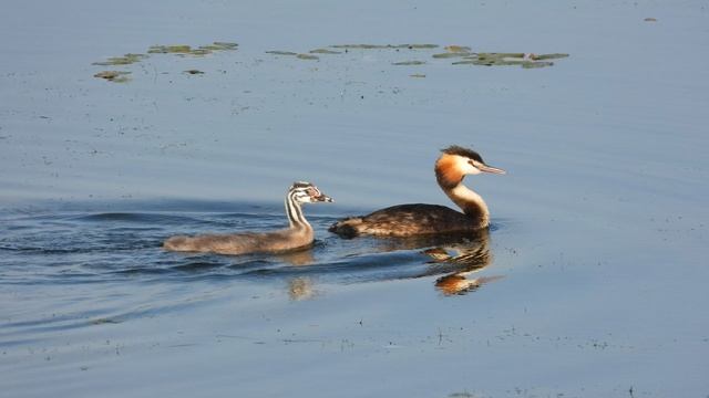 Чомга скармливает птенцу свой пух, наблюдение птиц в Новгородской области, 20 июля 2025 смотреть онлайн