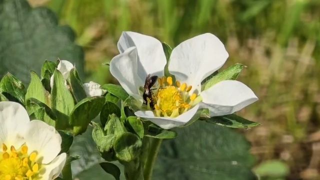 Вероника колосистая из семян зацвела 2025 смотреть онлайн