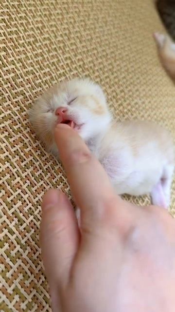 Котенок балдеет)☺️