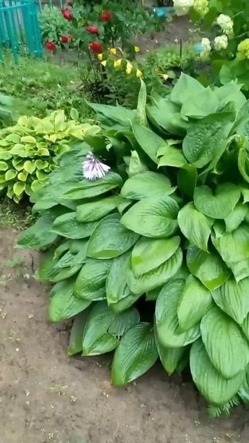 💯 Живое великолепие: хосты, которые умеют цвести ярко!  #garden #дача #минуткаогородника #хосты